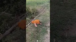 baby  baby /short video#funny