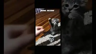 kung fu cat part 1😼 #cat #youtubeshorts #love #kungfucat ##MeowMaster #CatFu #Kittykungfu #kungFuCat