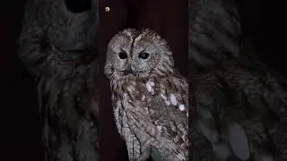Tawny Owl Sounds 🦉 (Owl Perched on Wooden Post at Night)