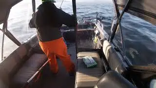 Ocean coho salmon and crossing Tillamook bay bar.