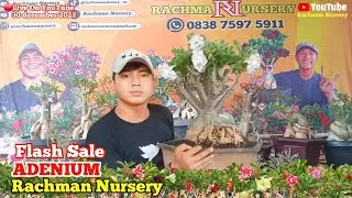 🔴 Live Flash Sale Adenium Bunga tumpuk Dan karakter (30 Desember 2025)#Rachmannursery #Adenium