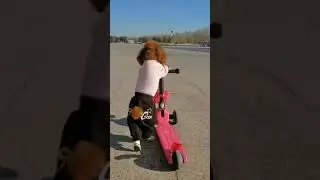 dog riding a scooter / dog crazy / so cute dog #shorts
