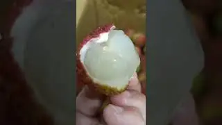 Lychee #juicy #fruit #asmr #delicious #shortsvideo