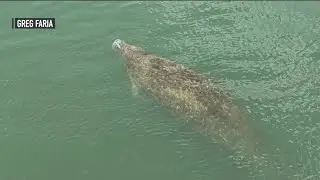 Rare manatee sighting at the Jersey Shore