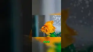 Top 5 Essential Tips for Keeping Your Goldfish Happy and Healthy! #petcare #goldfishcare #goldfish