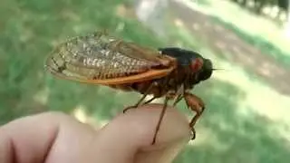 13-year cicadas to emerge in Louisiana
