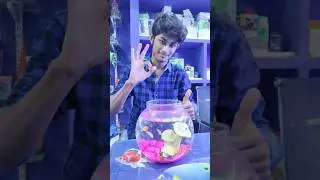 Click Here 👆 Aquarium Fish Bowl Setup 🤯😱 #shorts #viral #ytshorts #fishtank #trending