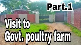 Govt. Poultry Farm Dina | Animal lines | @shahwaizgul4086