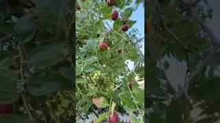 Эти фрукты похожи на изюм, но растут на деревьях! #фрукты #деревья #шорты