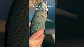 Blue Trout #troutfishing #rainbowtrout #southdakotafishing #blackhills #fishinglife #fish #fup
