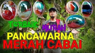 Batu Garut Odim😍pancawarna Merah Cabai Dengan Harga Ekonomis 💎💍