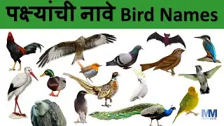 पक्षी | पक्ष्यांची नावे | Bird names | Learn Birds in Marathi with Live video| शिका पक्षी मराठीत