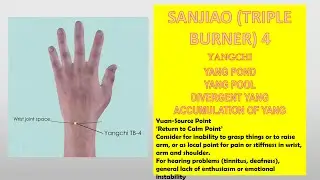 TRIPLE BURNER (SANJIAO) 4 YANGCHI (YANG POND, YANG POOL, DIVERGENT YANG, ACCUMULATION OF YANG)