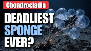 The Death Ball Sponge: The Carnivorous Creature Living in Total Darkness | Documentary 2026