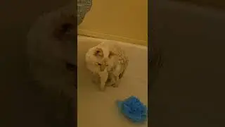 When walks go wrong! #stinkylittlebaby #catshorts #catwalk #outdoors #catonleash #catbath