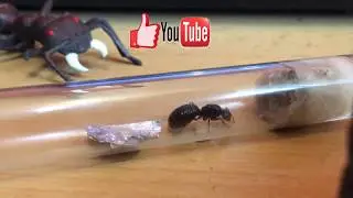 Обзор Camponotus herculeanus (кормление)