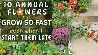 10 FAST GROWING annual flowers you can still sow to attract pollinators & for companion planting