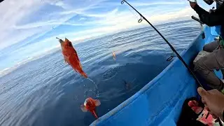 En busca de Dorados e Increíble pesca de fondeo con Pirata XD !!