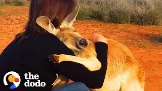 Top Animal Magical Encounters | The Dodo