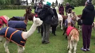 Alpacas feeding at Alpacaly Ever After in Lake District