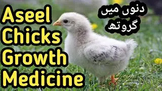 Aseel Chicks Growth Day by Day |Aseel Chicks Growth Medicine | Chicken Growth 1 to 6 Months