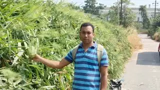 T Dev Nath🤠🚩 is live