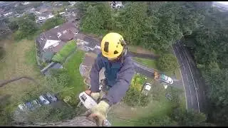 Daniel Squire Limited - Tree surgery