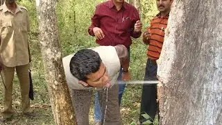 Terminalia Tomentosa Tree Stores Water Inside Its Trunk Watch People Drinking Its Water