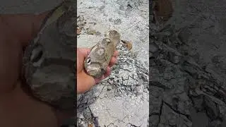 Texas mosasaur jaw section