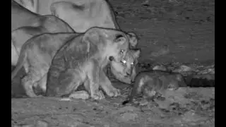 2nd visit of the Lion Pride, but this time with a surprise,  a feisty new cub😍  Safarihoek