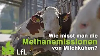 Methanemissionen bei Milchkühen messen und reduzieren (Projekt MethaCow)