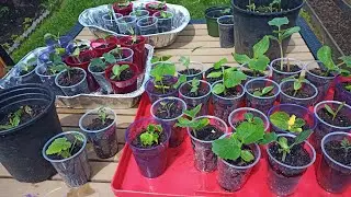 Tips for Transplanting Seedlings ||    চোট চারা ট্রান্সপ্লানট করার টিপস।