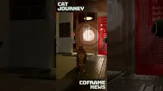 Cat Journey &mdash; слили бетку Stray