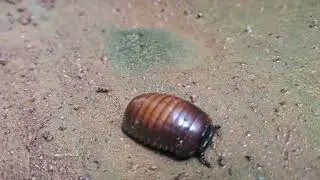 #Sphaeromimus #millipede #myworld #garden