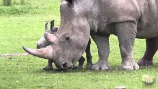 Baby Rhinoceros 
