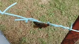 #キンケハラナガツチバチ#ハチ目#ツチバチ科#ハラナガツチバチ族#昆虫類#昆虫#自然