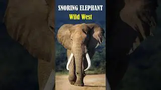 snoring elephant Wild West #shortvideo #elephant