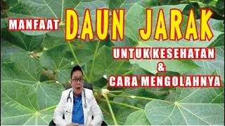 MANFAAT DAUN JARAK UNTUK KESEHATAN DAN CARA MENGOLAHNYA