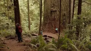The Boy Scout Tree Trail Hike, Redwoods National Park