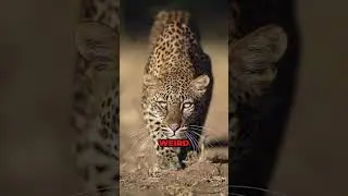 The Return of Jaguars to American Lands #JaguarsReturn #WildlifeConservation #NatureRevival