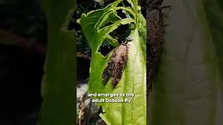Dobsonfly: The Terrifying Insect That Looks Straight Out of a Sci-Fi Movie