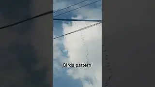 how can they make that kind of pattern? #birds #pattern #abcbirds #birdspotter #birdsday #birdweek #