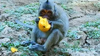 orphan girl Jessie need warm care / Monkey Post