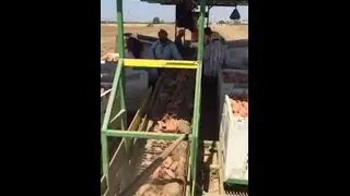 Punjabi | Indians at work in Usa, California Farming Sweetpotatoes