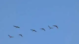 Flying Swans in V-formation