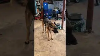 Arguments with a sassy dog❤️❤️❤️#dog#dogvideos #funnydog#fyp