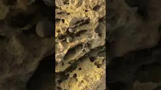 SEA SNAILS #shorts #seasnails #nature #sea | Asheira Downs