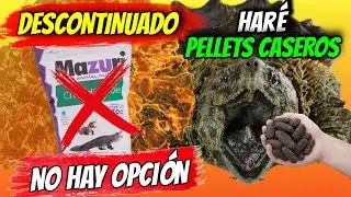 El MAZURI DE COCODRILO DESAPARECE - Este es el verdadero PROBLEMA