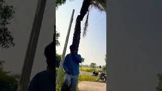 Palm drink|village vibes