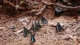 GROUP OF BUTTERFLY ON THE GROUND COMMON JAY GRAPHIUM ANTIPHATES ITAMPUTI BUTLER SPGB UPYGL